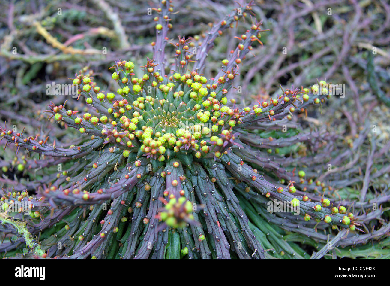 Euphorbia Caput Medusen knospende Medusenhaupt s Stockfoto