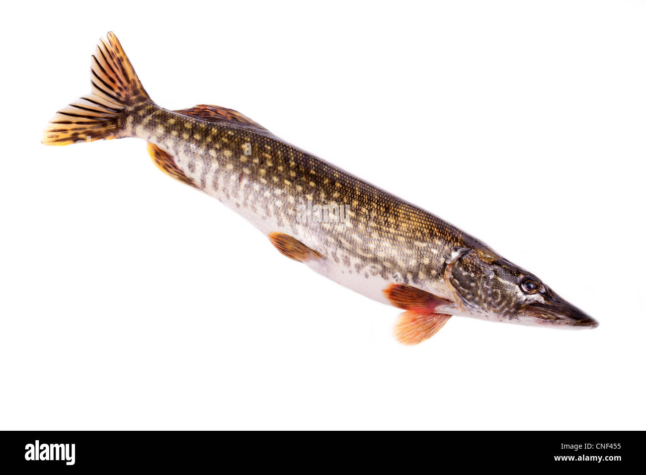 Hecht, isoliert Stockfoto