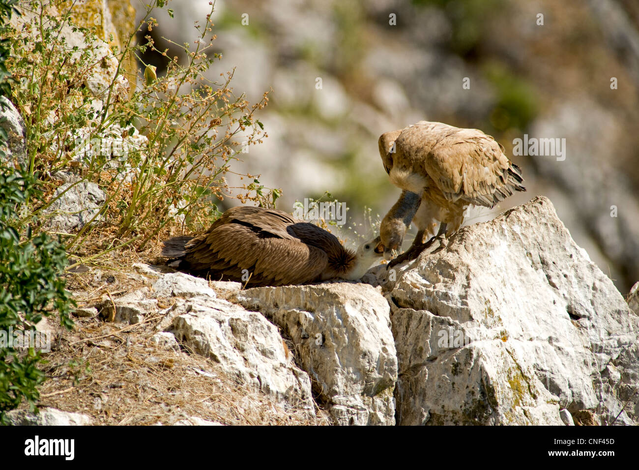 Erwachsenen eurasischen Gänsegeier stand vor Küken im nest Wiederkäuen Lebensmittel in Küken Schnabel Stockfoto