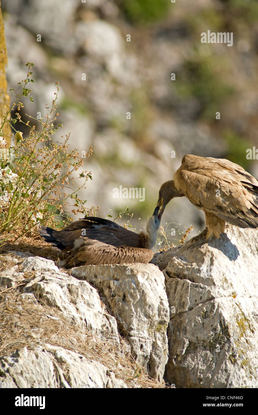 Erwachsenen eurasischen Gänsegeier stand vor Küken im nest Wiederkäuen Lebensmittel in Küken Schnabel Stockfoto