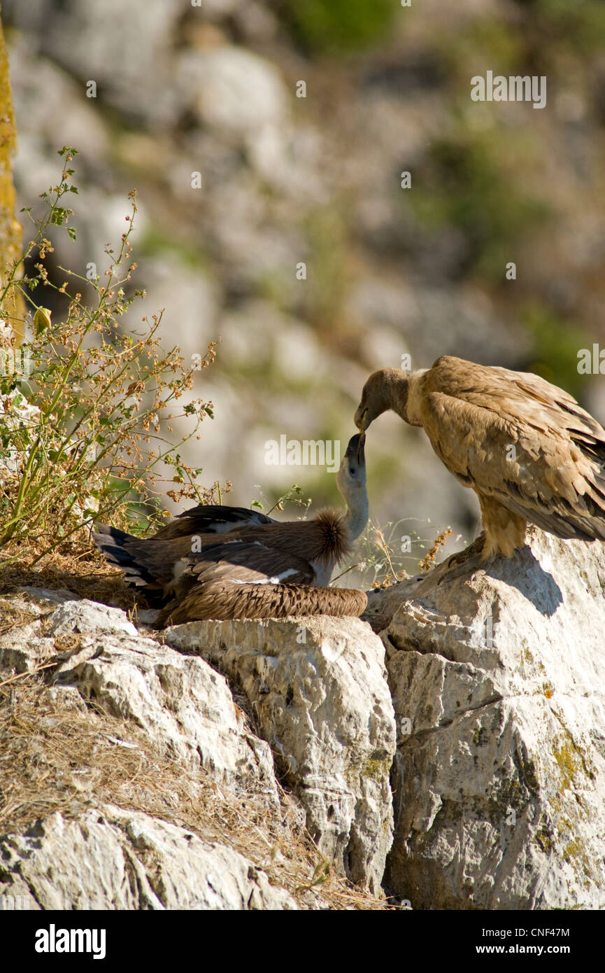 Erwachsenen eurasischen Gänsegeier stand vor Küken im nest Wiederkäuen Lebensmittel in Küken Schnabel Stockfoto