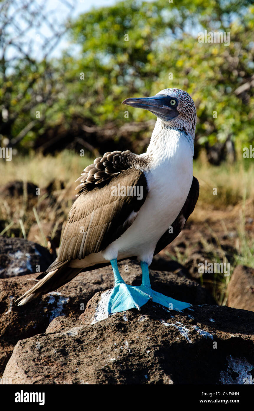 Blau-footed Sprengfallen North Seymour Galapagos Ecuador Stockfoto