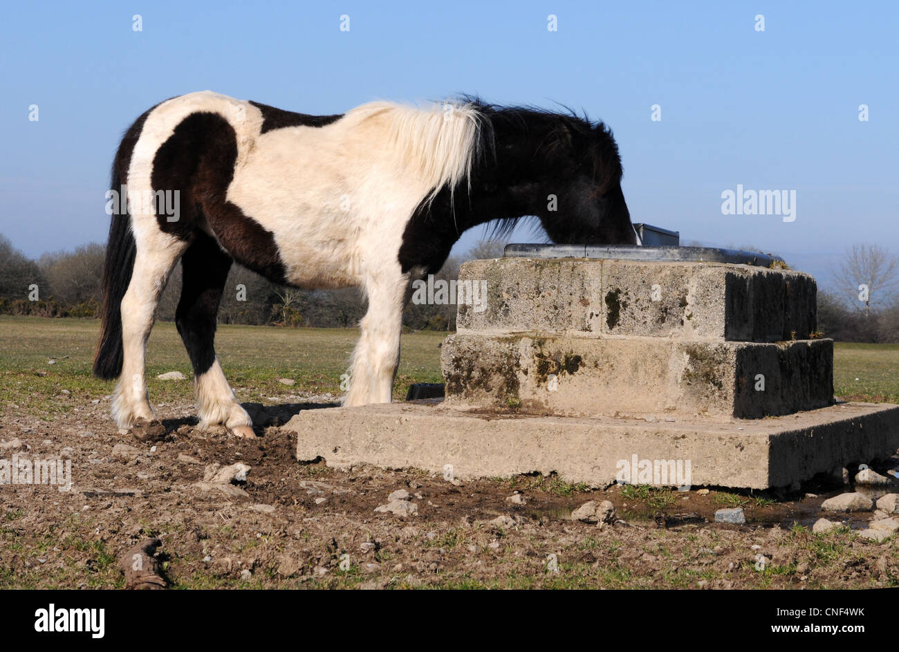 Dartmoor Pony am Wasserloch Stockfoto