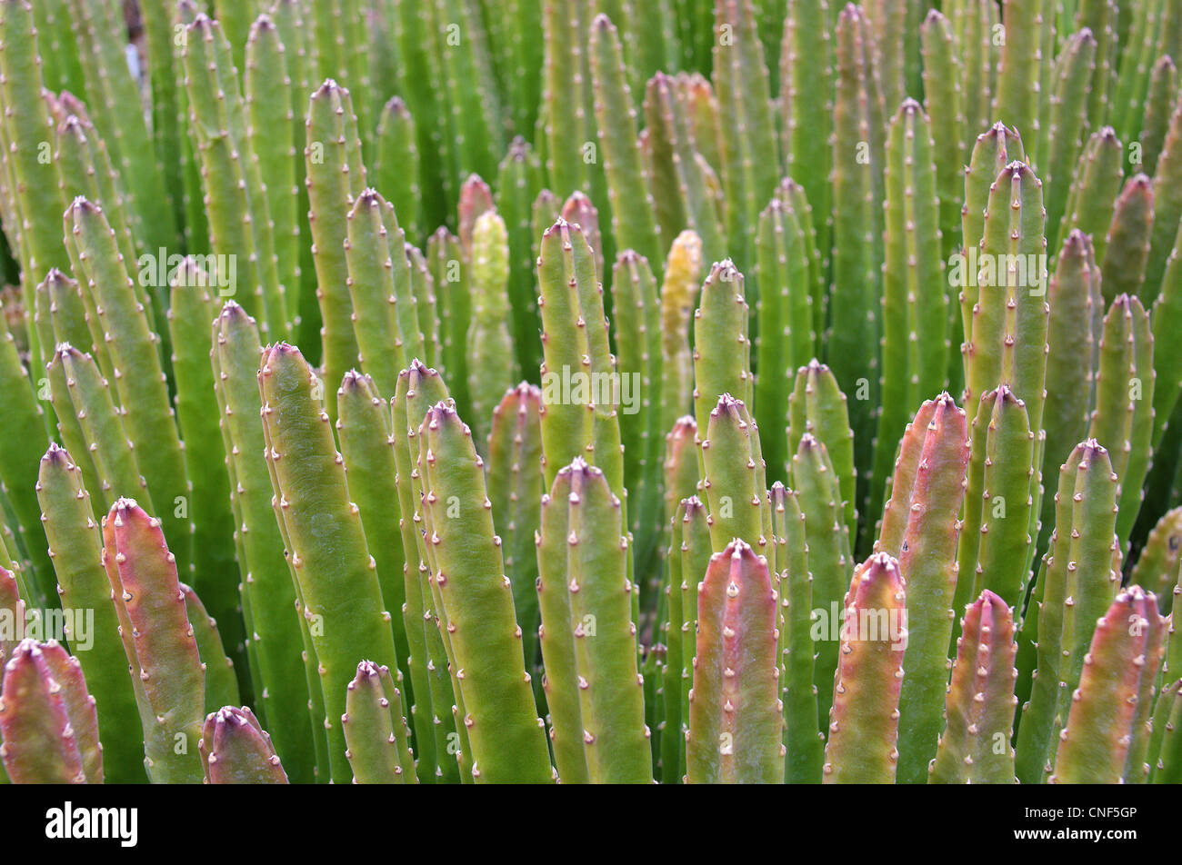 Seestern AAS Kaktus Stapelia grandiflora Stockfoto
