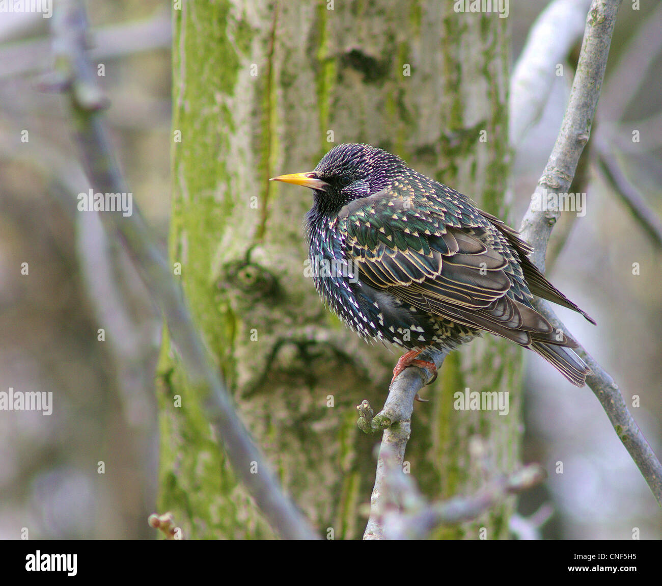 Starling Vogel auf dem Ast Sturnus vulgaris Stockfoto