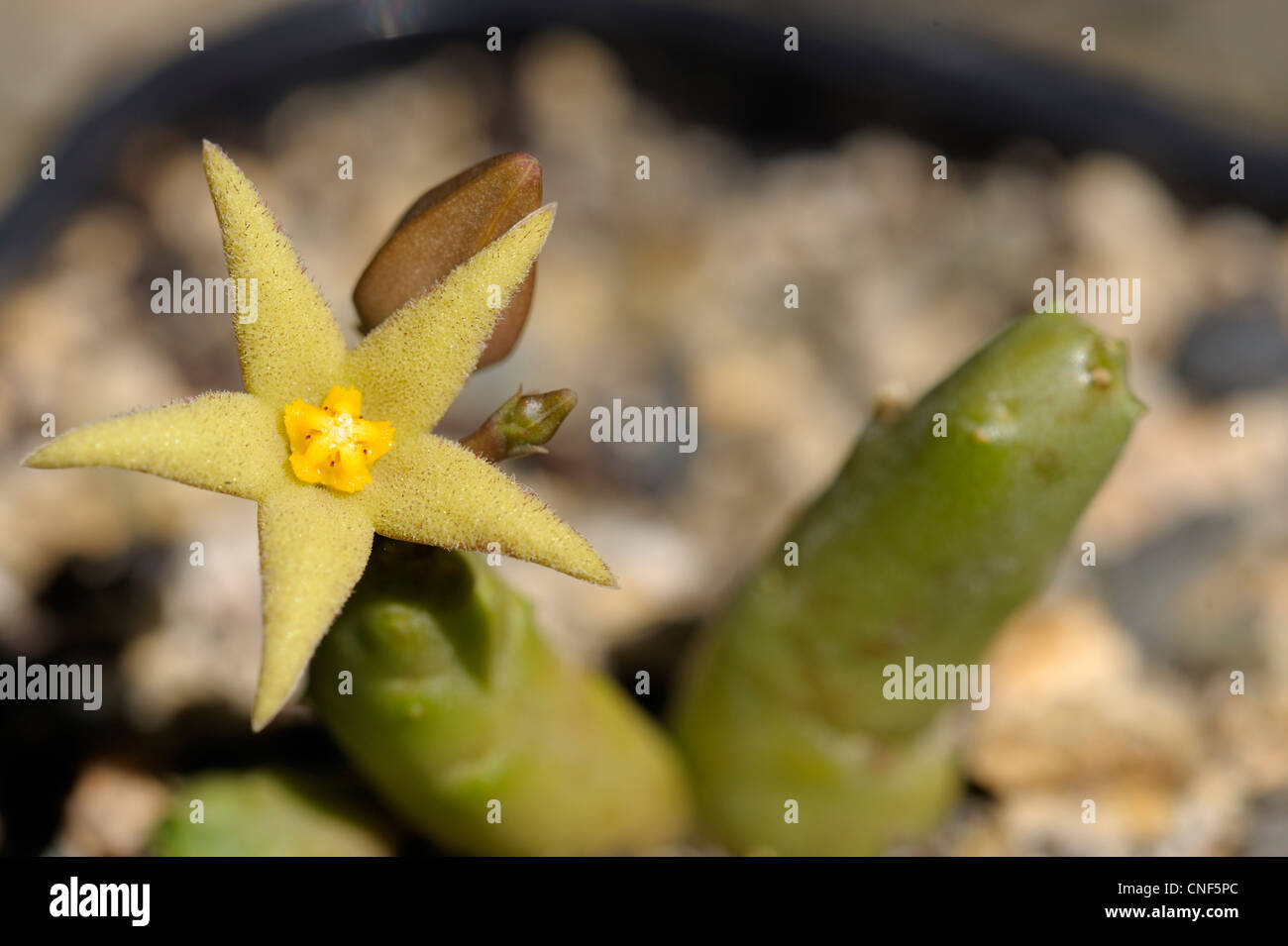 Piaranthus Globosus mit Blume Stockfoto
