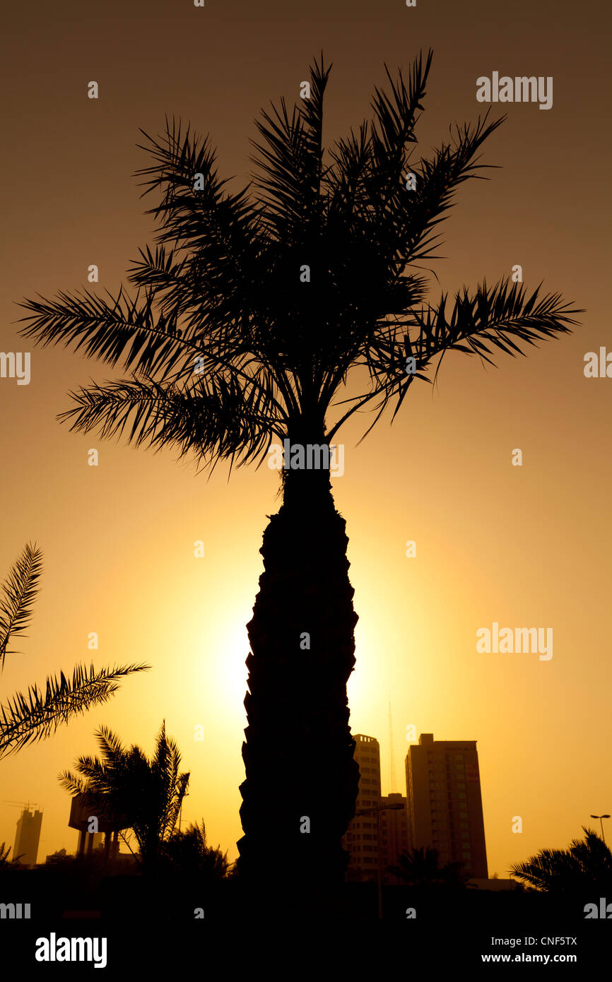 Silhouette einer Palme in Kuwait-Stadt im Nahen Osten bei Sonnenuntergang aufgenommen. Stockfoto