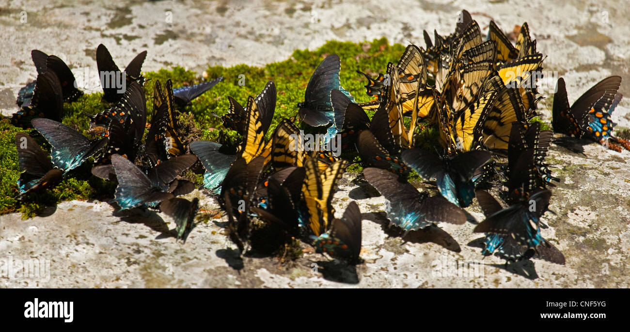 Gruppe, Kaleidoskop, Schwarm oder Gesindel Schwalbenschwanz Schmetterlinge Stockfoto