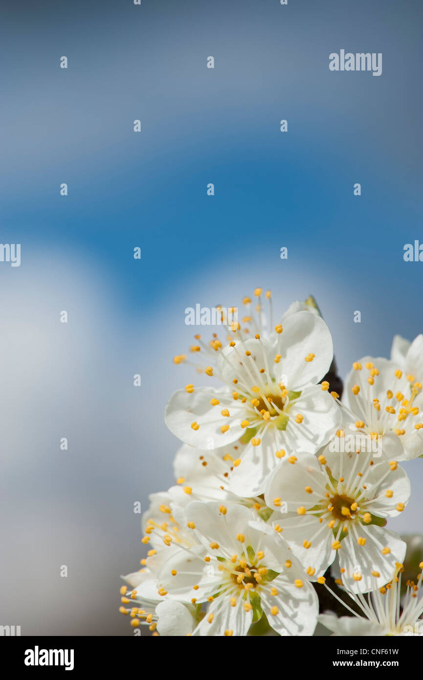 Malus Domestica. Apfelbaum Blüte gegen blauen Wolkenhimmel Stockfoto