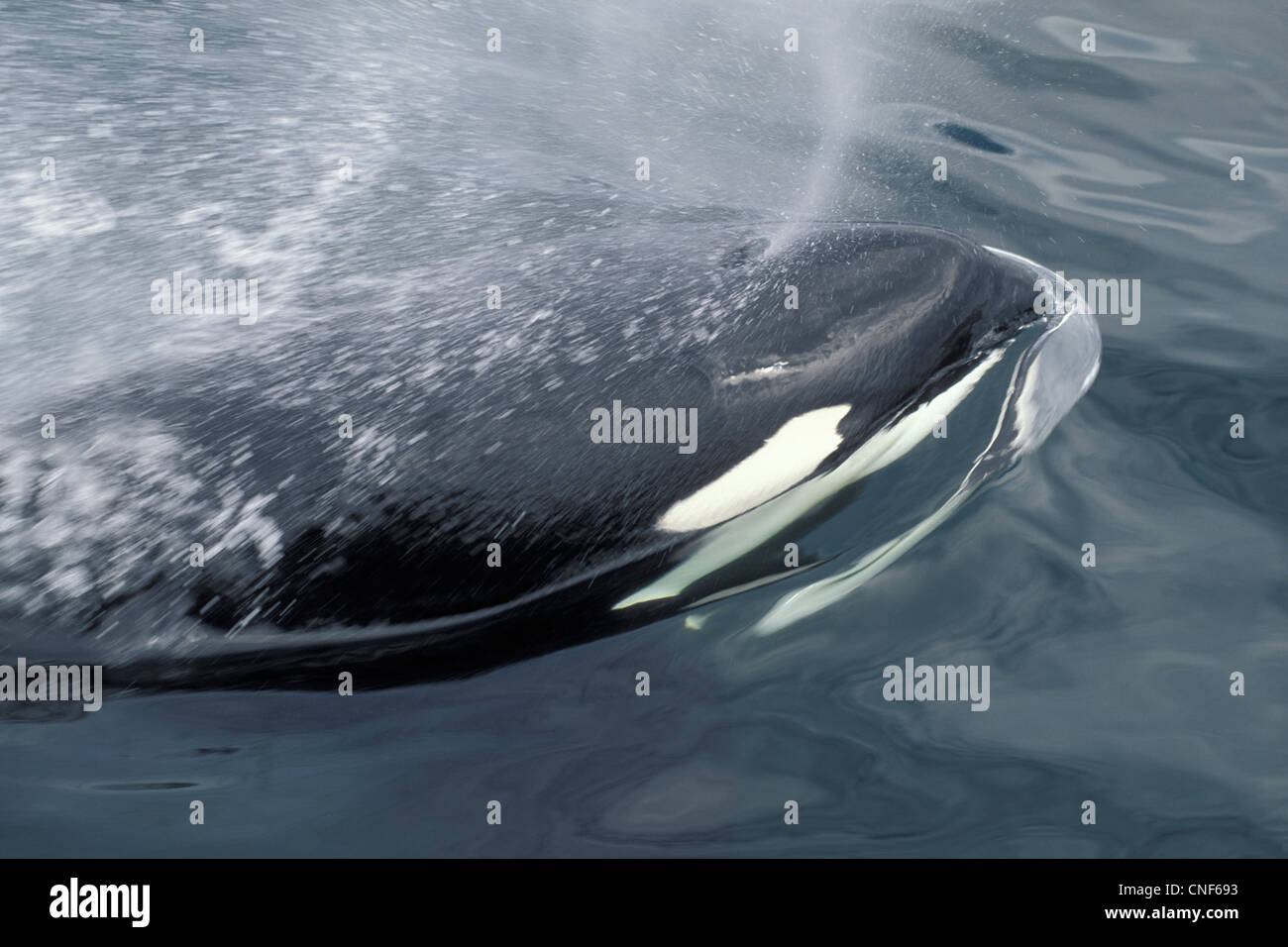 Killerwal Orca taucht auf und bläst Frederick Sound Southeast Alaska. Stockfoto