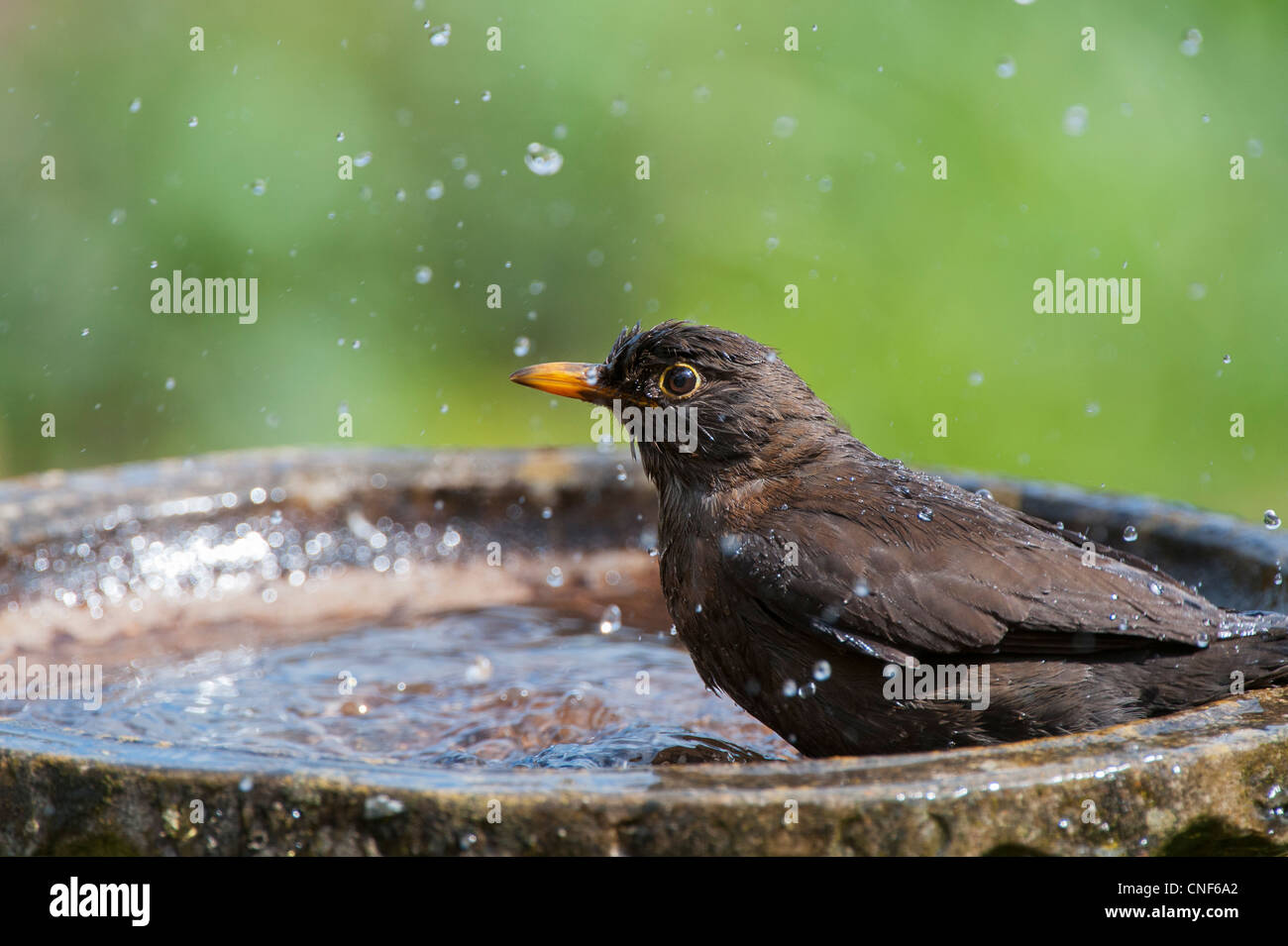 Turdus Merula. Weibliche Amsel waschen in eine Vogeltränke Stockfoto