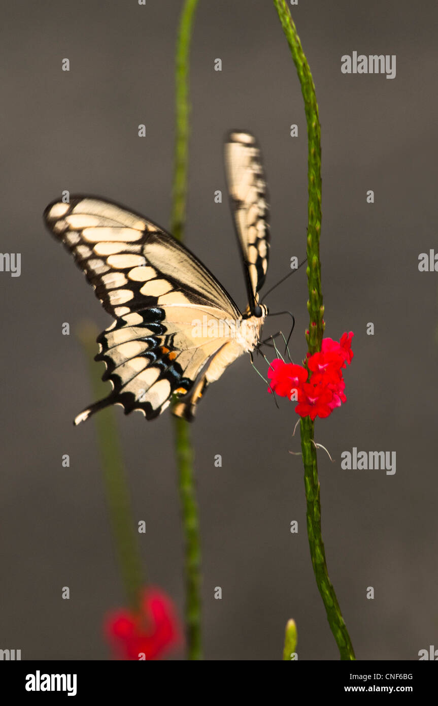 Riesiger Schmetterling Schwalbenschwanz (Papilio Cresphontes) Stockfoto