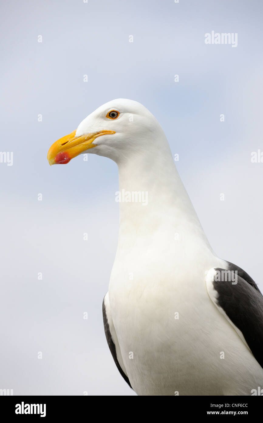 Porträt einer Kelp Gull. Stockfoto