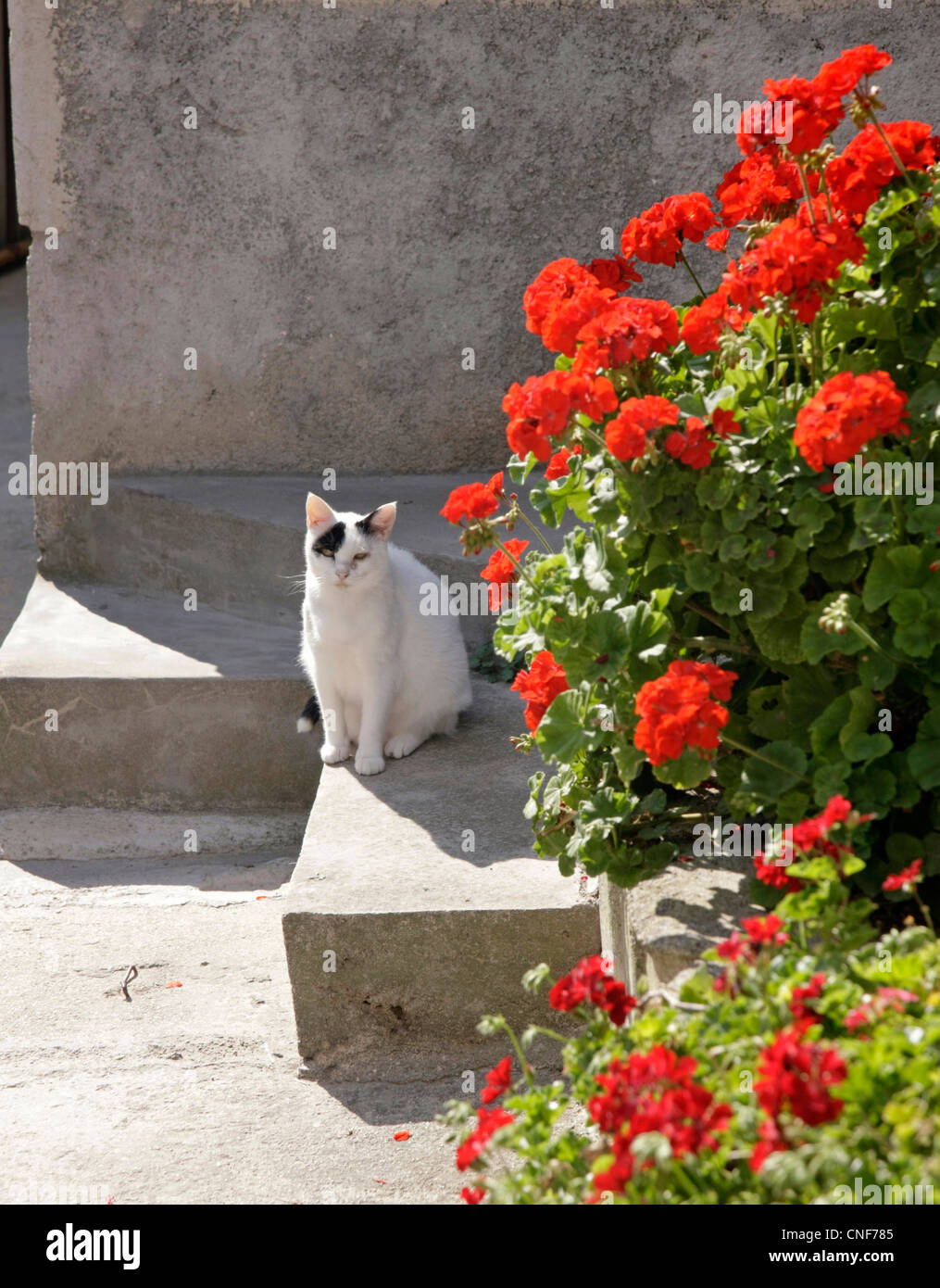 Katze auf der Insel Susak Stockfoto
