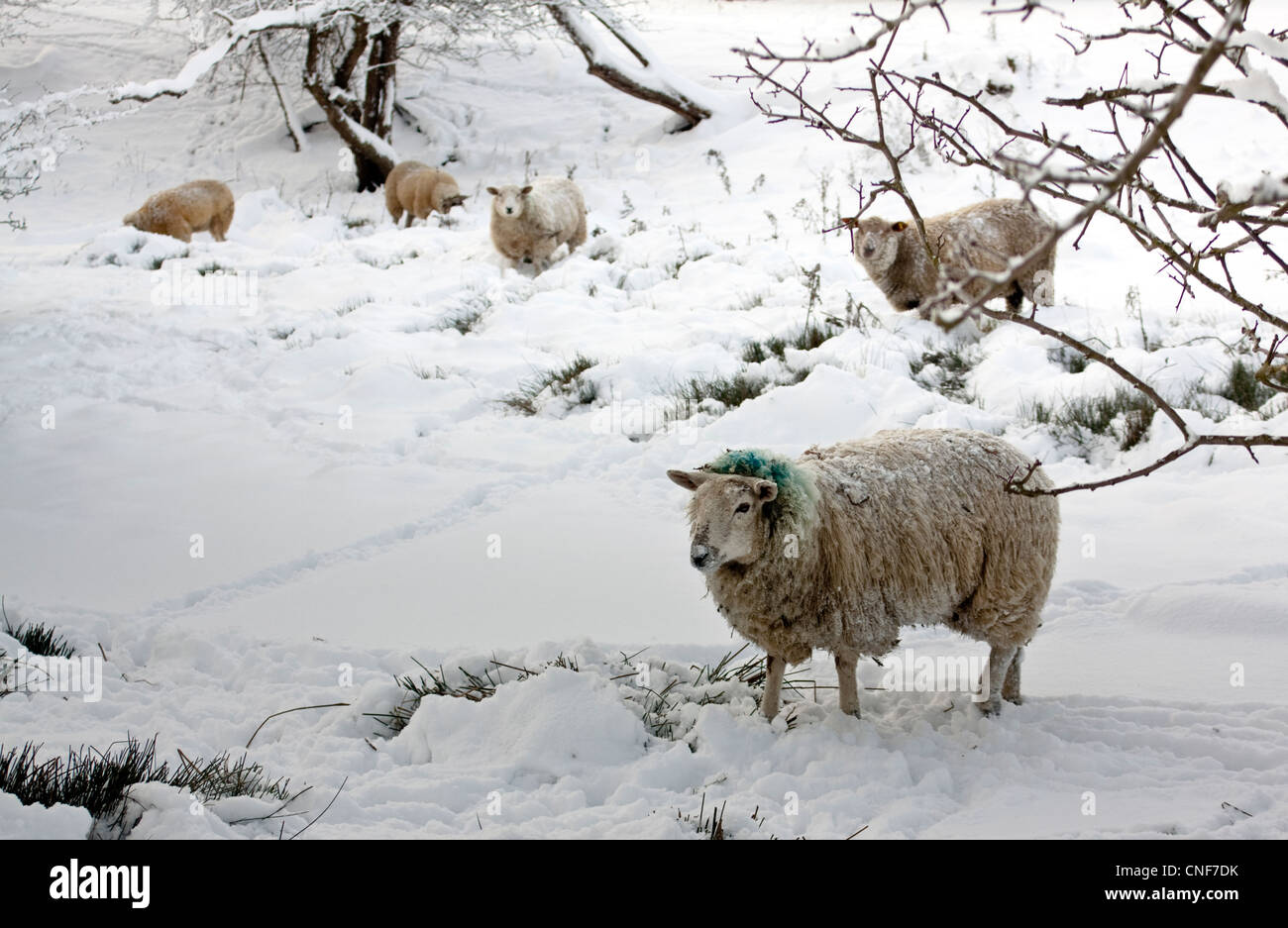 1 Schafe in den Vordergrund und 4 im Hintergrund versucht, Nahrung unter einige Bäume im Schnee zu finden Stockfoto