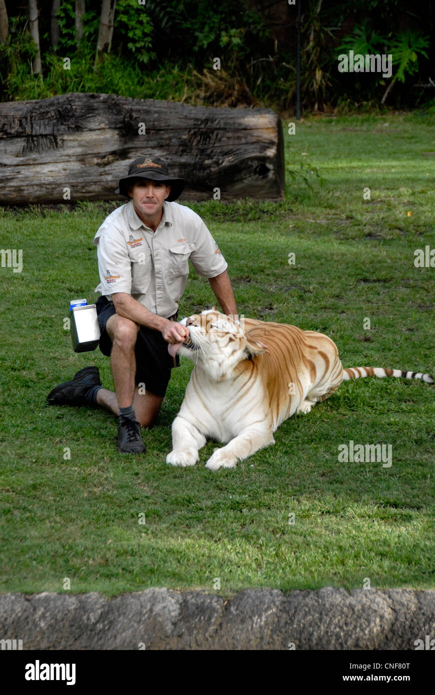 Bengal Tiger erklingt in Dreamworld Themenpark Gold Coast, Queensland, Australien Stockfoto