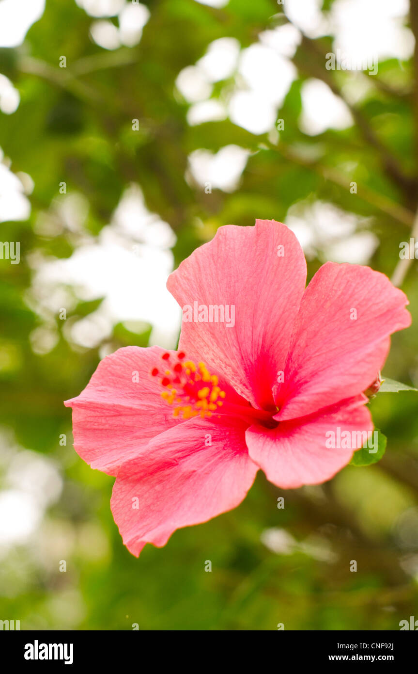 eine enge Rosa Hibiskus Blume Foto ist aufgenommen in Malaysia. Stockfoto