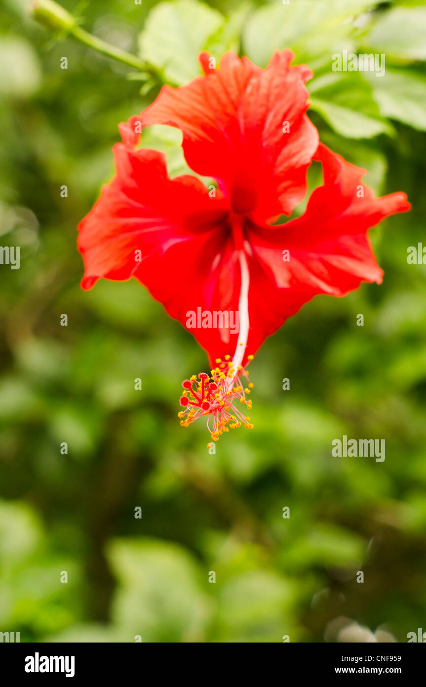eine enge rote Hibiskus Blume Foto ist aufgenommen in Malaysia. Stockfoto