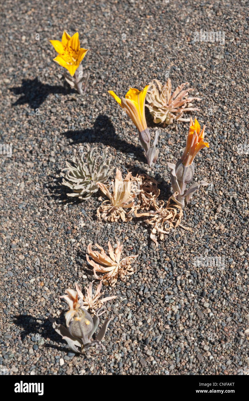 Alstroemeria Patagonica Blumen Samen Kapsel und verlässt Südufer Argentino See El Calafate Santa Cruz Provinz Patagonien Stockfoto
