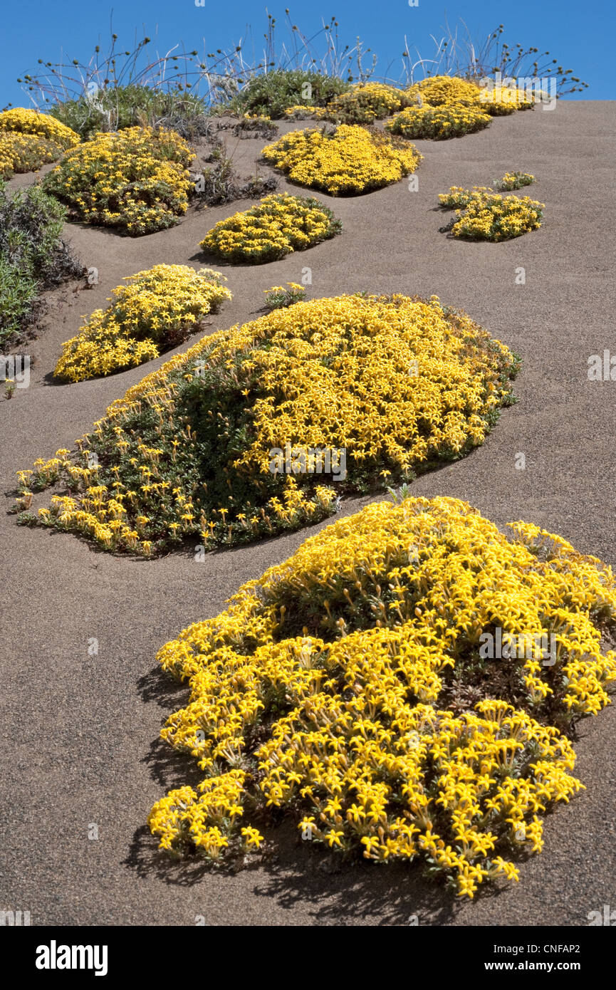 Oreopolus Cyclopoida Blume auf Dünen Südufer Argentino See El Calafate Santa Cruz Provinz Patagonien Argentinien Stockfoto