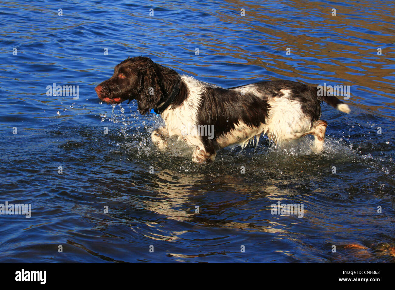 Englisch Springer Spaniel, braun und Leber, braun und weiß, Hund, Gun Dog, energisch, aktiv, hart, Feldarbeit, wachsam eifrig, gut aussehend, Haustier Stockfoto