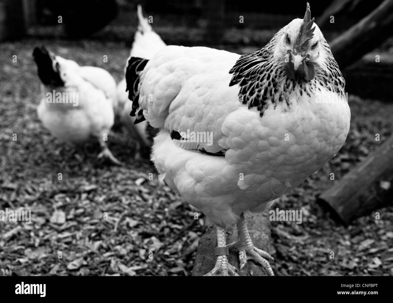 Huhn, Blick in die Kamera in schwarz / weiß Stockfoto