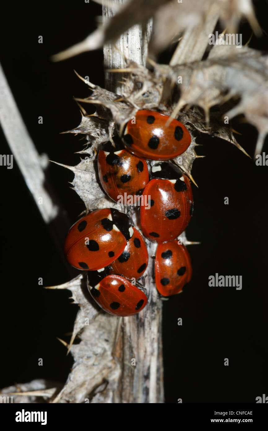 Im Ruhezustand sieben spot ladybird Stockfoto