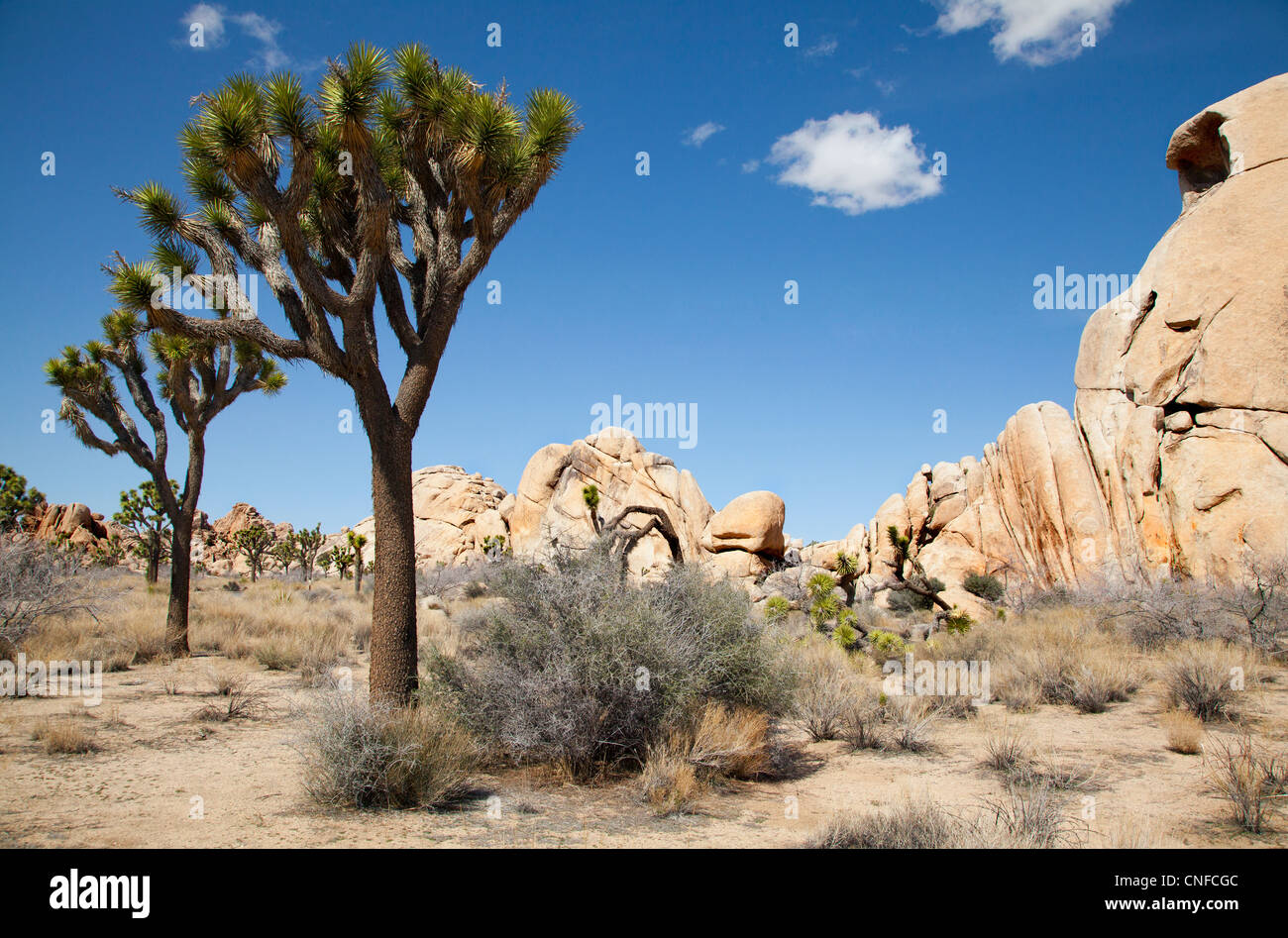 März 2012. Frühlingstag im Joshua Tree National Park, unterwegs Parkway Blvd. Stockfoto