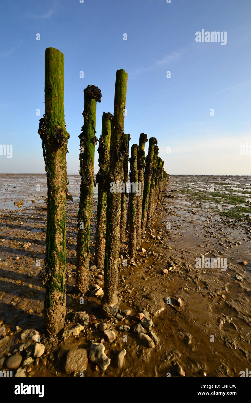 Holzstangen im Schlamm am Mersea Island Stockfoto