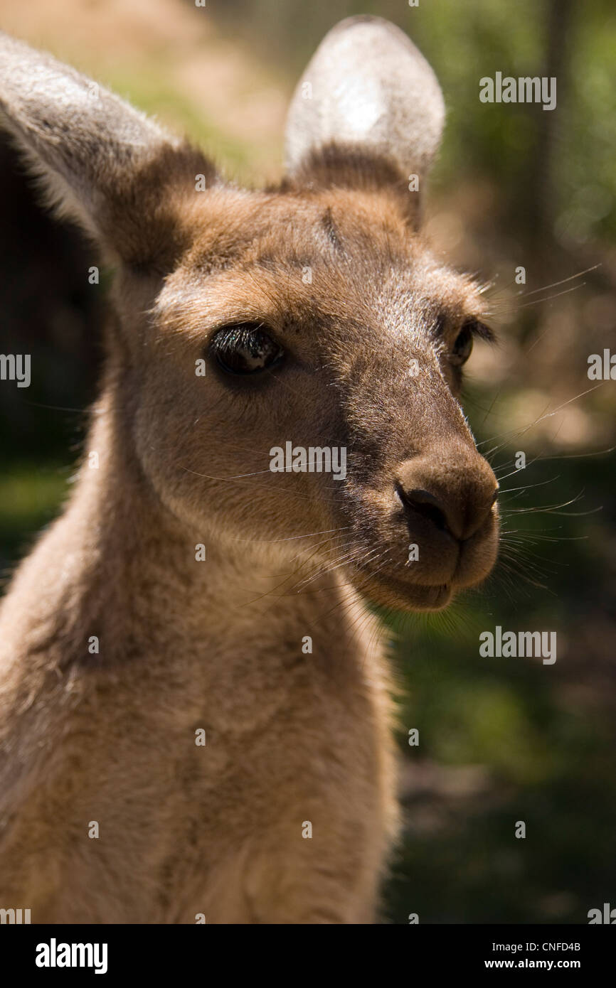 Porträt des westlichen Grey Kangaroo, Adelaide Hills, South Australia, Australien Stockfoto