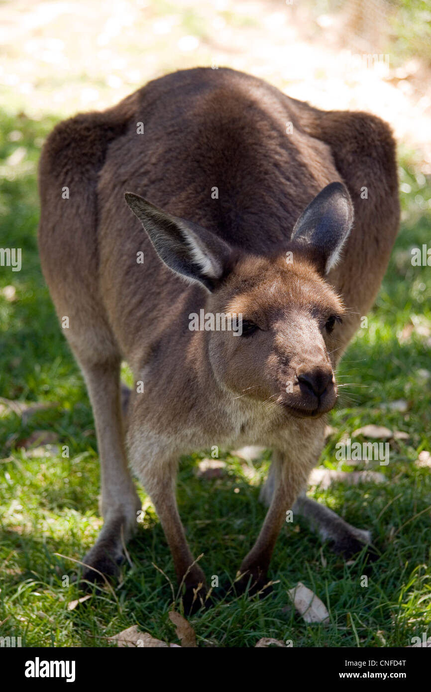 Westliche graue Känguru, Adelaide Hills, South Australia, Australien Stockfoto