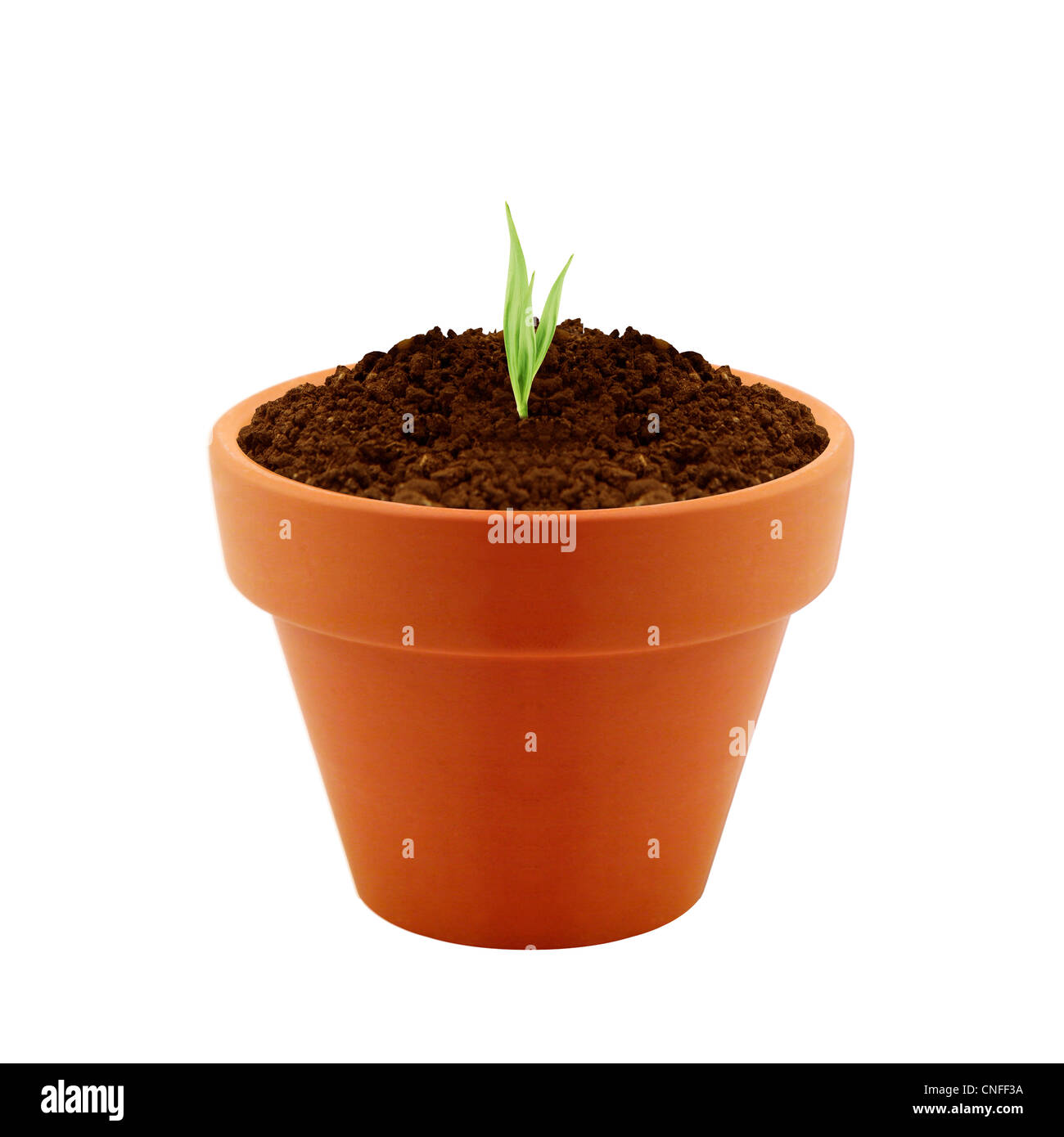Junge Pflanze im Tontopf isoliert auf weißem Hintergrund. Stockfoto