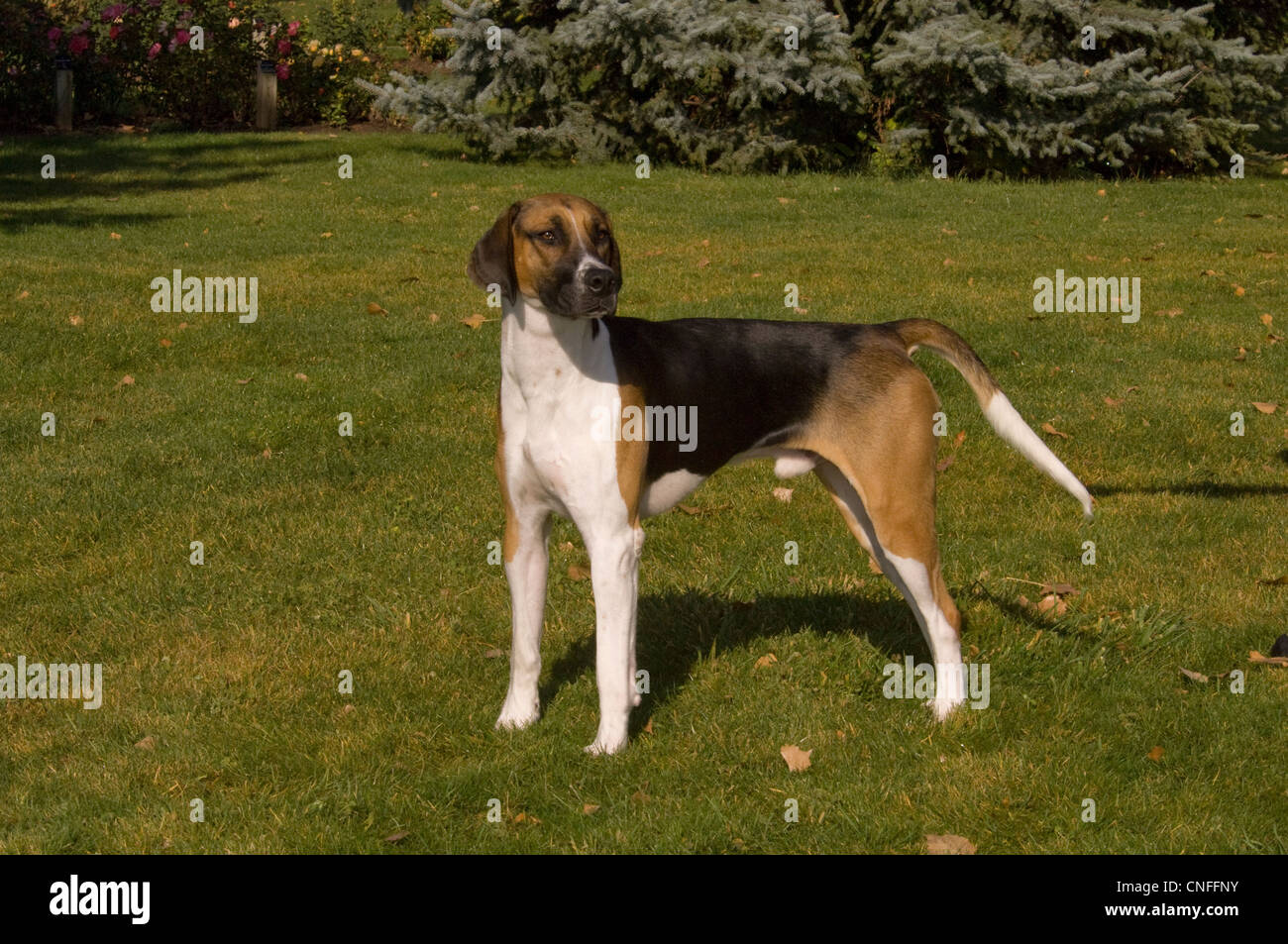 English Foxhound stehend Stockfoto