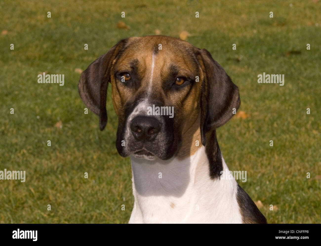 English Foxhound-Kopfschuss Stockfoto