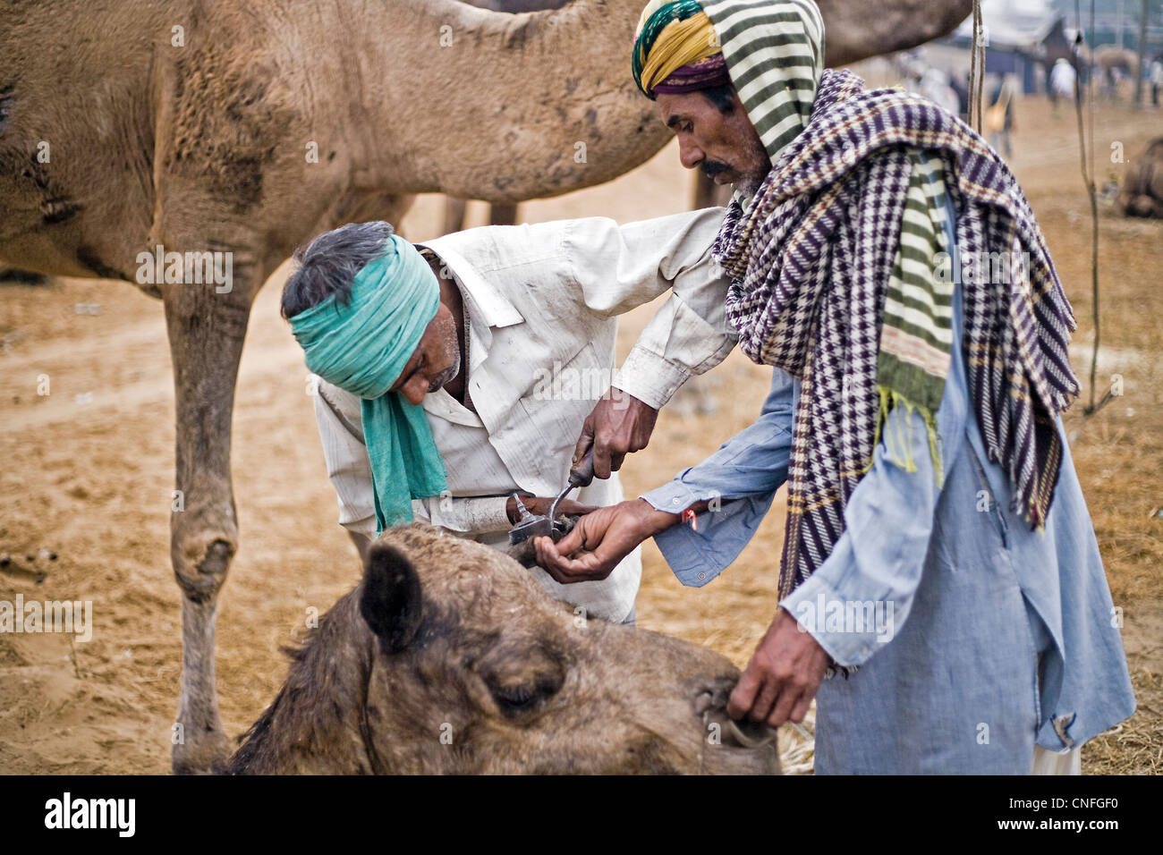 Menschen, die Pflege eines Kamels in Pushkar Fair Kamel, Indien Stockfoto