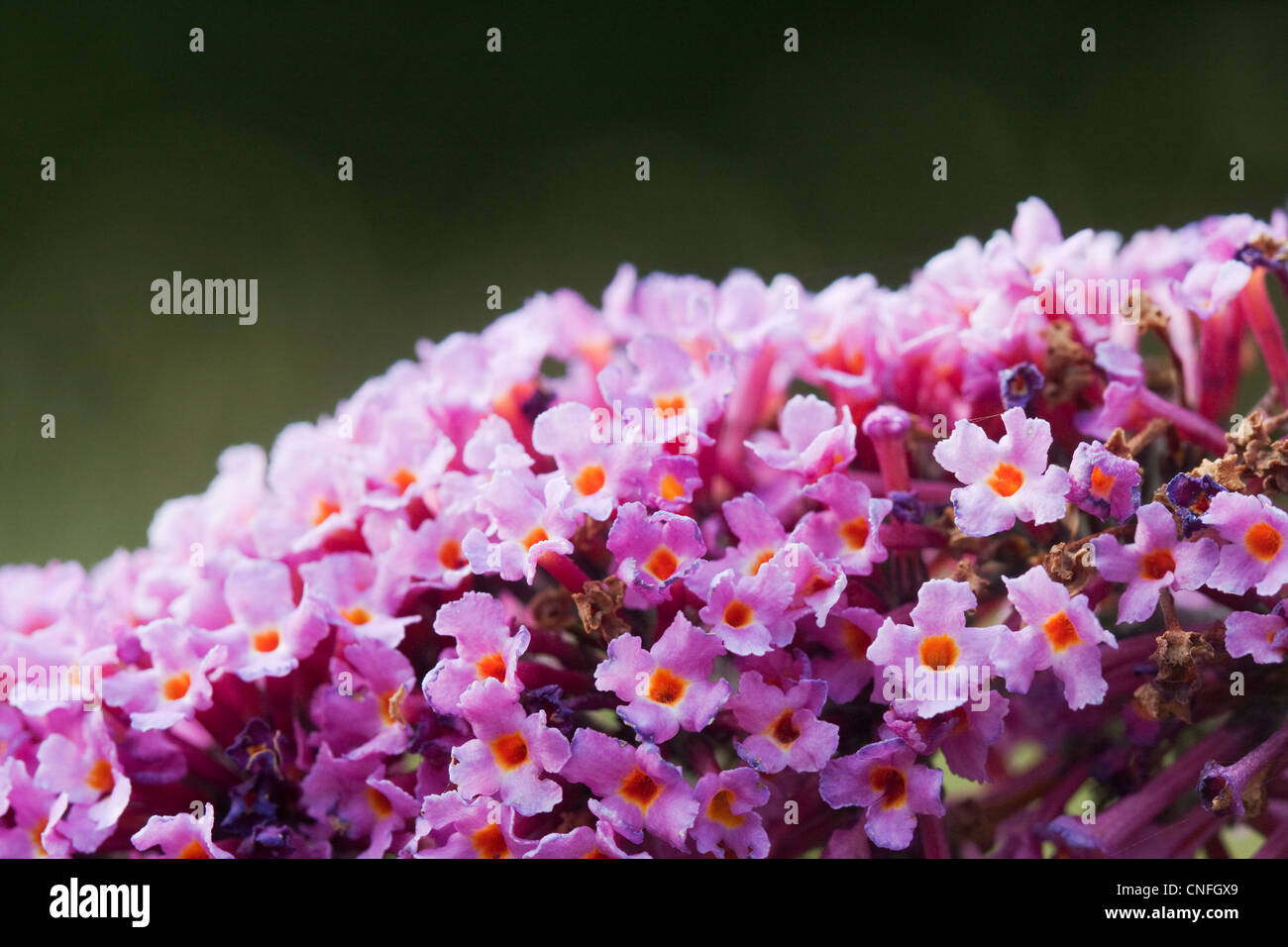 Rosa Blüten von Sommer Flieder (Buddleja Davidii) Stockfoto
