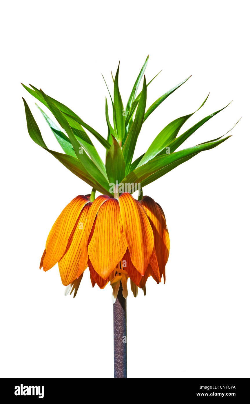 Crown imperial, Fritillaria imperialis Stockfoto