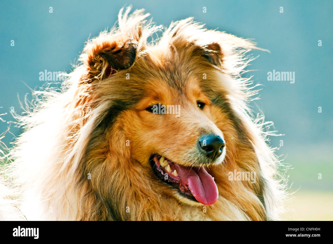 True-bred Collie Hund Stockfoto