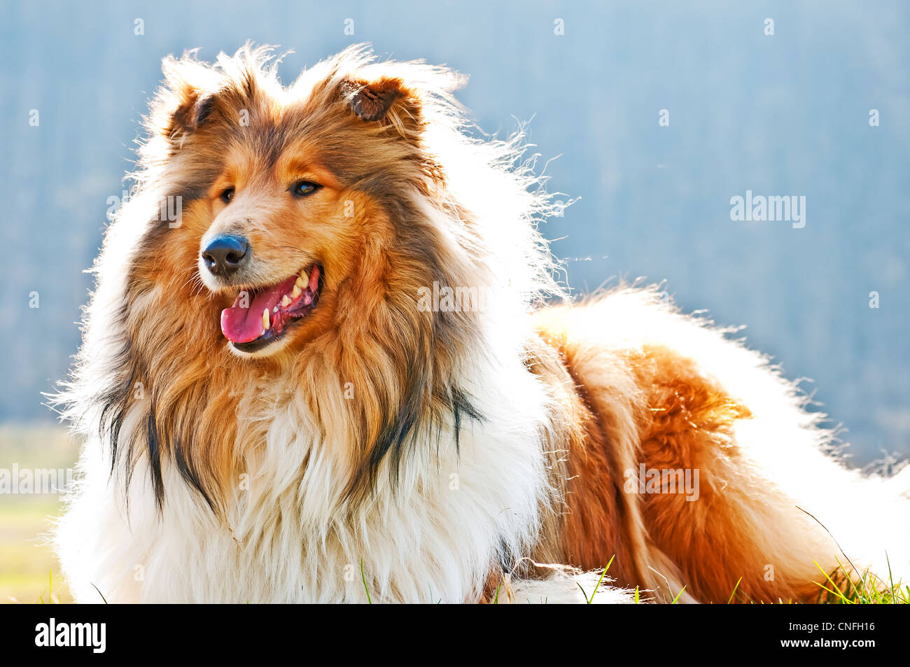 True-bred Collie Hund Stockfoto