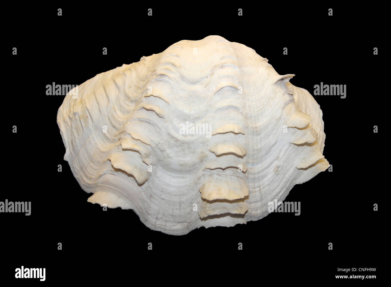 Riesige geriffelt Clam Tridacna squamosa Stockfoto