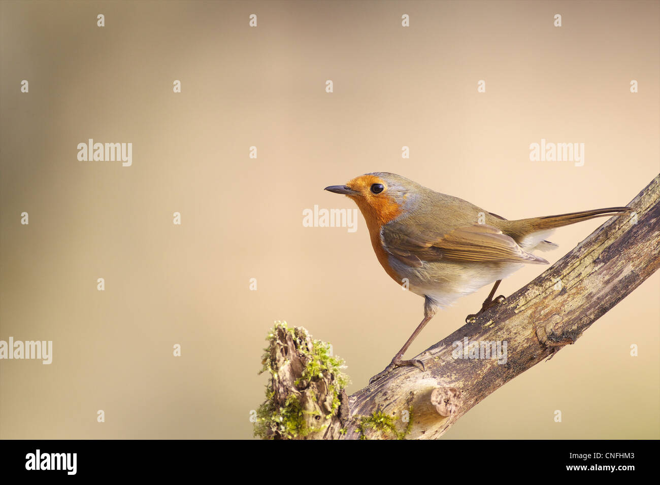 Rotkehlchen Porträt, Norfolk UK Stockfoto