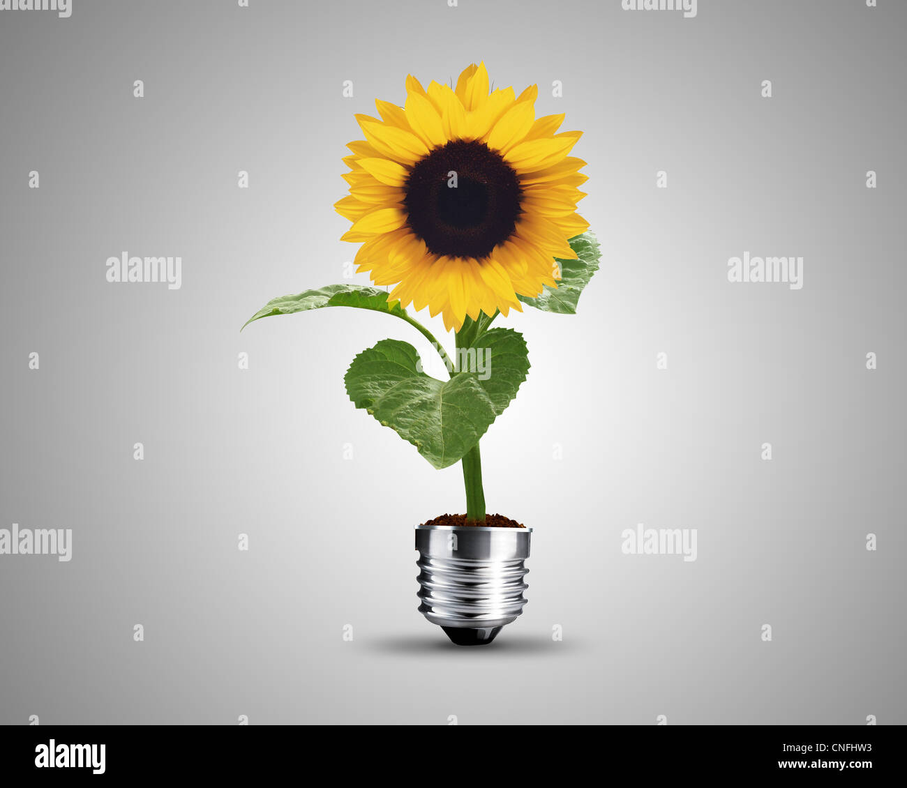 Glühbirne aus Sonnenblumen Pflanze, Glühbirne Konzeptbild. Stockfoto