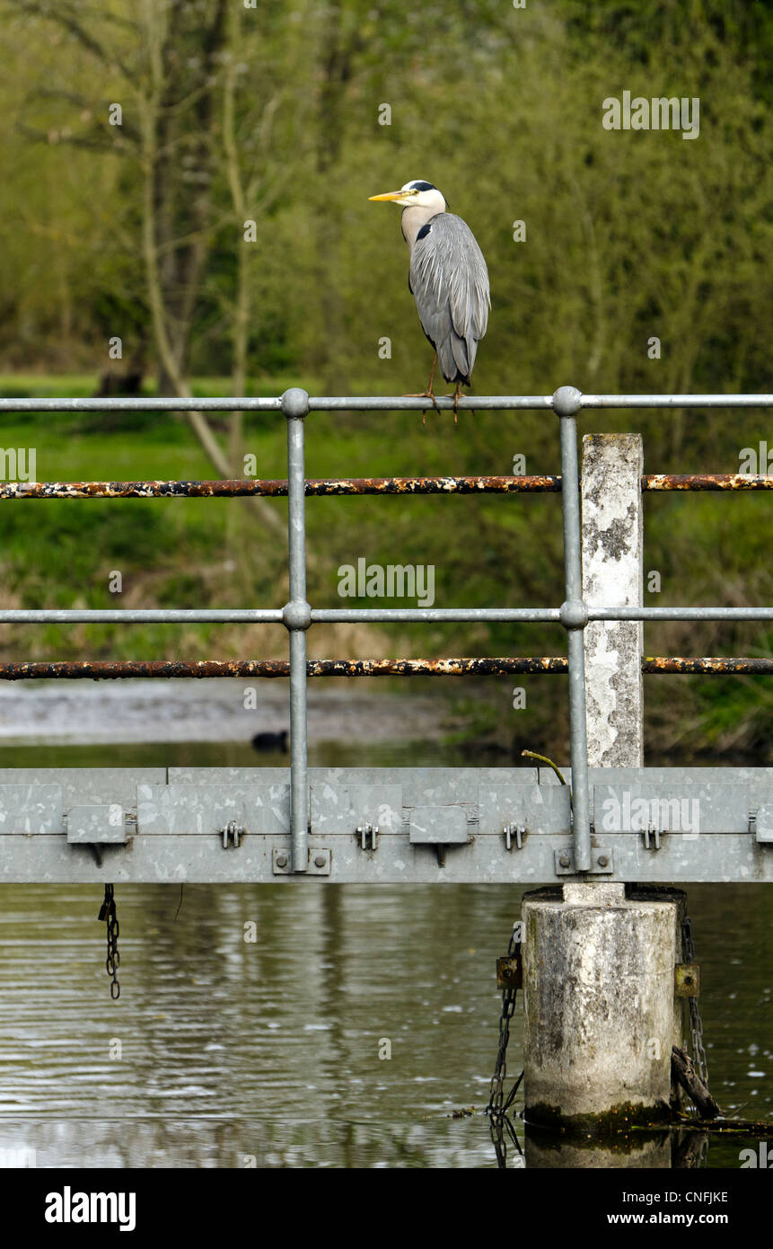 Graureiher thront auf einer Metallbrücke über den Fluss Colne Rickmansworth Aquadrome Herts UK Stockfoto