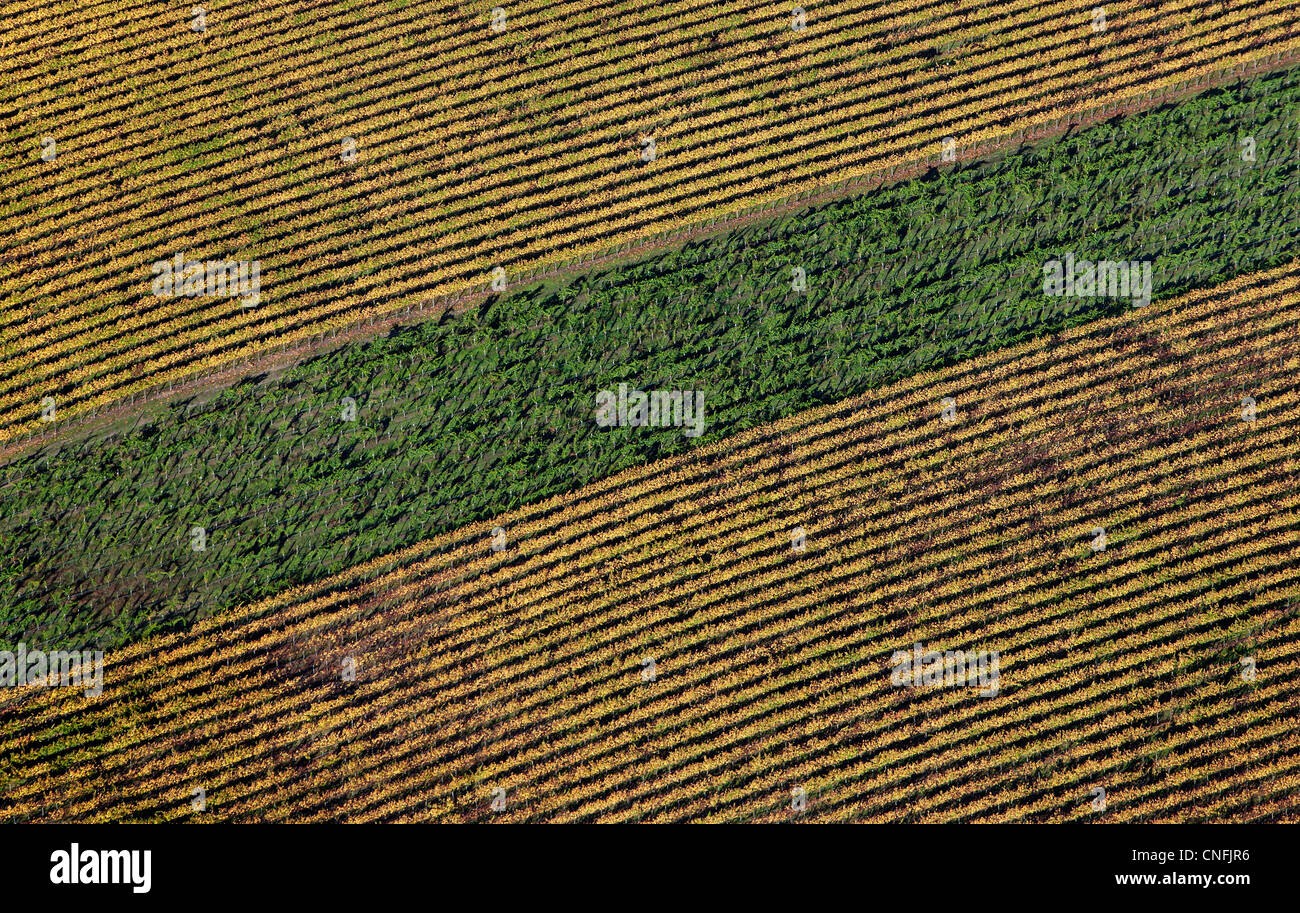 Luftbildaufnahme Weinberg unterschiedliche Rebsorten Sonoma County, Kalifornien Stockfoto