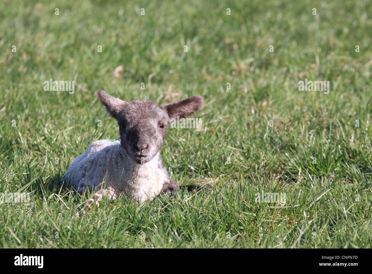 Junges Lamm liegend am Boden des grünen Grases Stockfoto