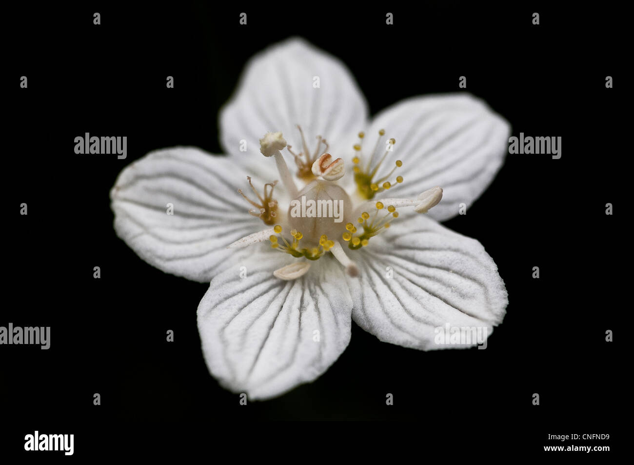 Gras des Parnassus, Parnassia palustris, im Dovrefjell Nationalpark, Norwegen. Stockfoto