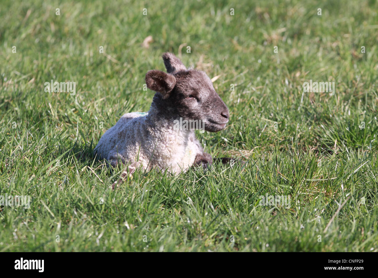 Lamm liegend auf Gras im Frühling Stockfoto
