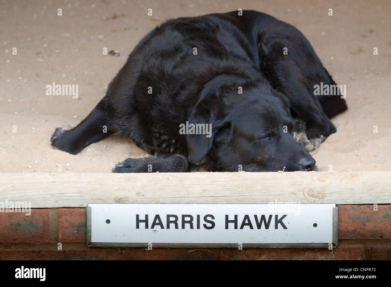 Labrador Retriever schlafend im Harris Hawk Gehäuse Stockfoto