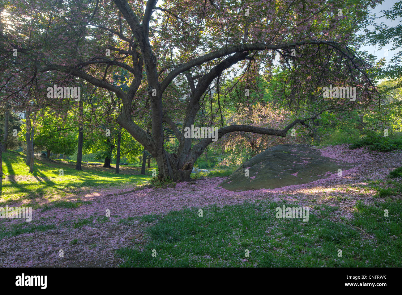 Kwanzan blühenden Kirschbaum, Prunus Serrulata 'Kwanzan', Central Park, New York City Stockfoto