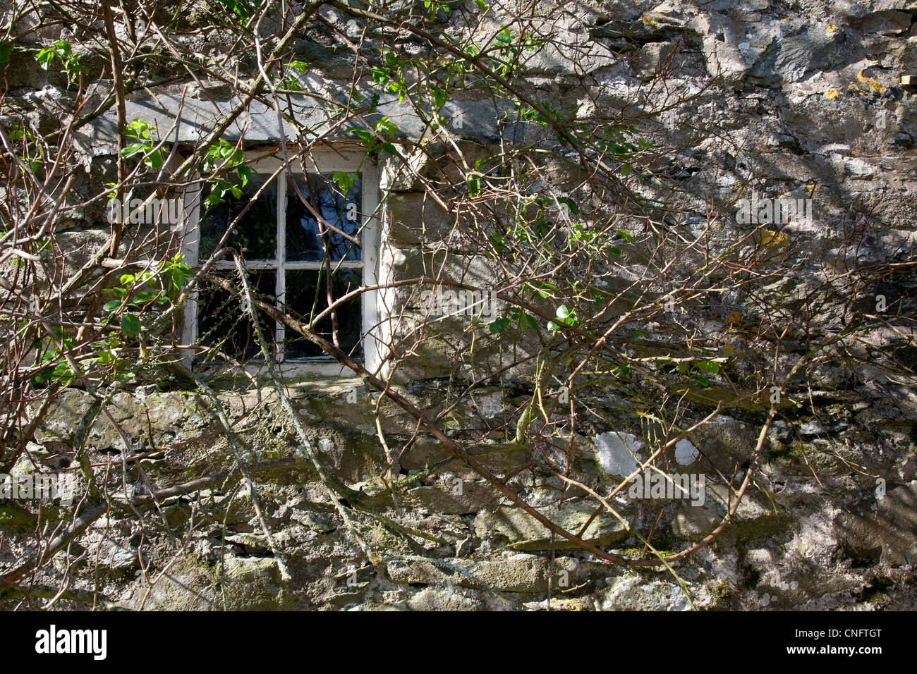 Fenster von einem überwucherten verfallenes Haus Stockfoto